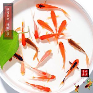 細(xì)節(jié)是決定一條賽級中魚所該有的價值（細(xì)節(jié)決定一條賽級中魚所該有的價值）