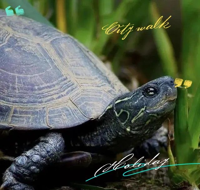 混養(yǎng)烏龜需要多大的空間？