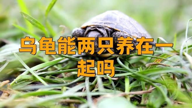混養(yǎng)烏龜需要多大的空間？