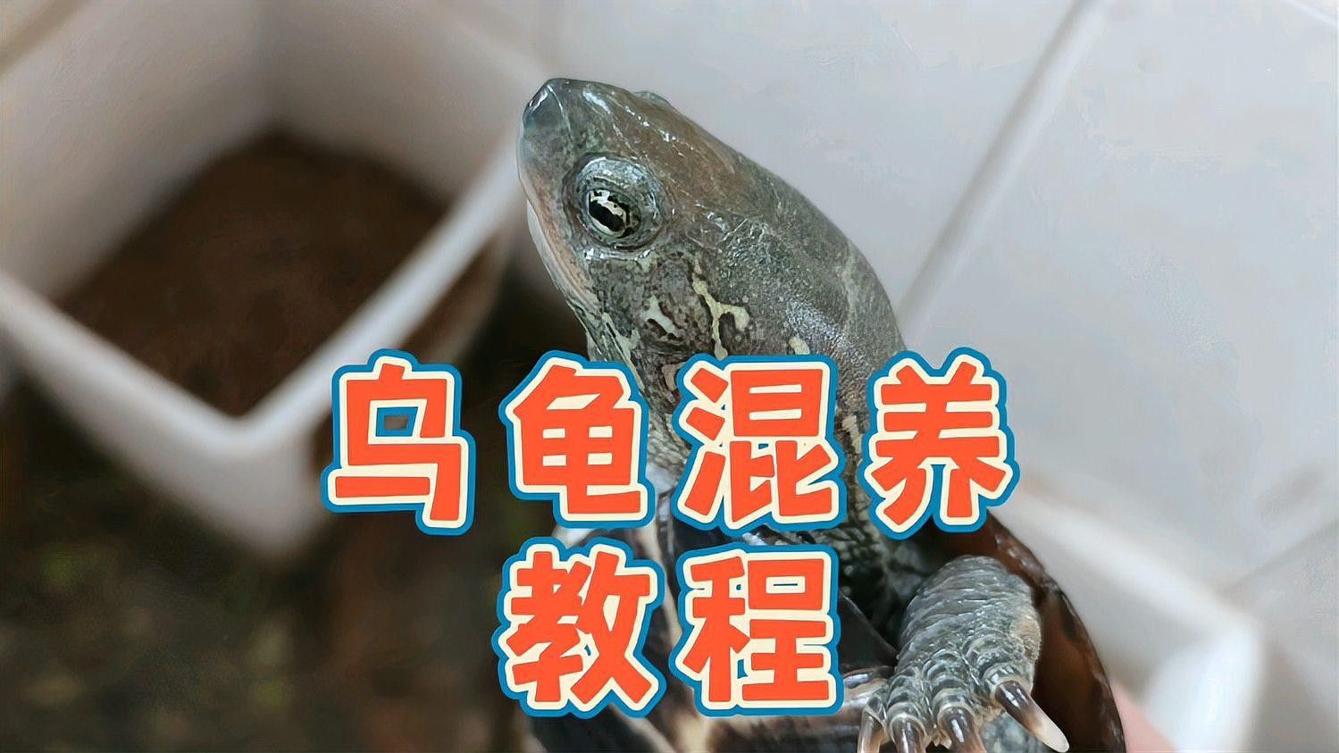 混養(yǎng)烏龜需要多大的空間？
