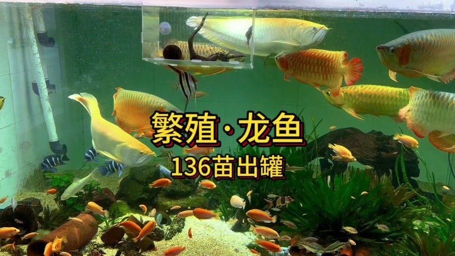 有沒有廣州龍魚批發市場的地圖