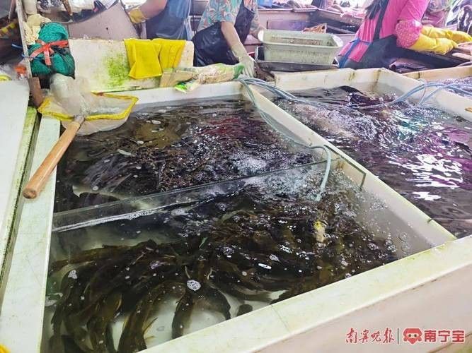 有沒有廣州龍魚批發市場的地圖