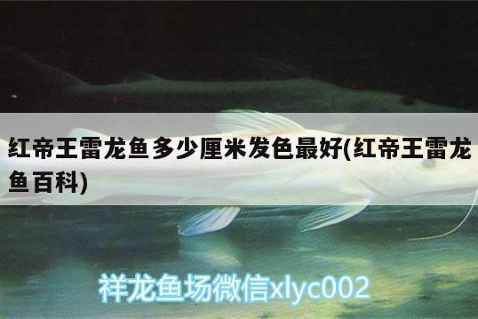 北京的花鳥魚蟲市場每天或哪一天在哪里開始和停止？希望有更多關于鳥籠的信息謝謝（北京的花鳥魚蟲市場在哪里）