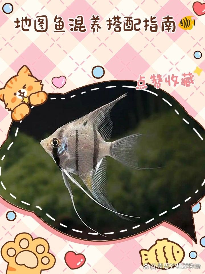 地圖魚和龍魚混養(yǎng)需要注意什么（地圖魚和龍魚混養(yǎng)需要注意以下幾點） 地圖魚和龍魚混養(yǎng)需要注意什么（地圖魚和龍魚混養(yǎng)需要注意以下幾點） 龍魚百科 第5張