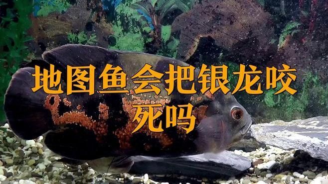 地圖魚和龍魚混養(yǎng)需要注意什么（地圖魚和龍魚混養(yǎng)需要注意以下幾點） 地圖魚和龍魚混養(yǎng)需要注意什么（地圖魚和龍魚混養(yǎng)需要注意以下幾點） 龍魚百科 第1張