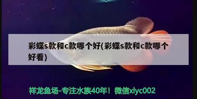 彩蝶s款和c款哪個好(彩蝶s款和c款哪個好看)