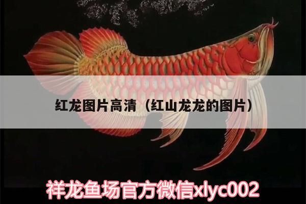 紅龍圖片高清（紅山龍龍的圖片）