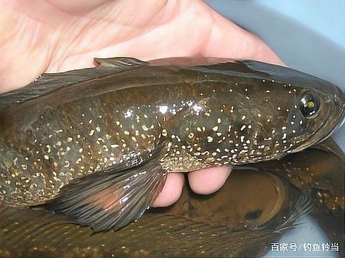 七星魚在廣東有哪些天敵？（七星魚在廣東地區的幾種主要天敵） 七星魚在廣東有哪些天敵？（七星魚在廣東地區的幾種主要天敵） 龍魚百科 第3張