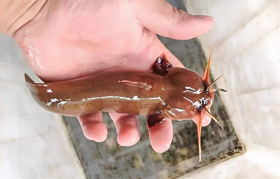 七星魚在廣東有哪些天敵？（七星魚在廣東地區的幾種主要天敵） 七星魚在廣東有哪些天敵？（七星魚在廣東地區的幾種主要天敵） 龍魚百科 第4張