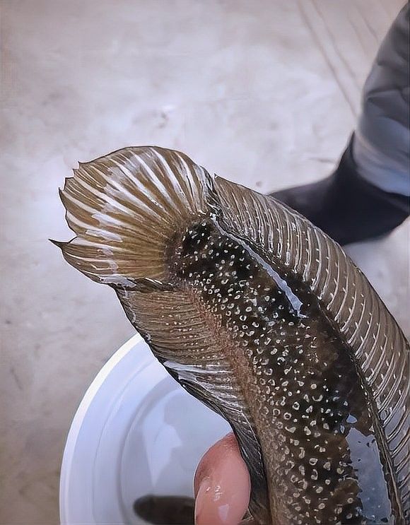 七星魚在廣東有哪些天敵？（七星魚在廣東地區的幾種主要天敵） 七星魚在廣東有哪些天敵？（七星魚在廣東地區的幾種主要天敵） 龍魚百科 第2張