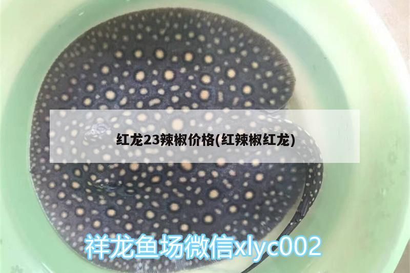 紅龍23辣椒價格(紅辣椒紅龍)