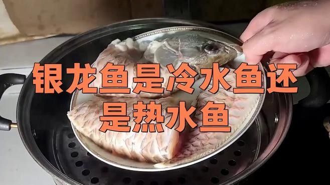 有哪些龍魚品種需要加溫