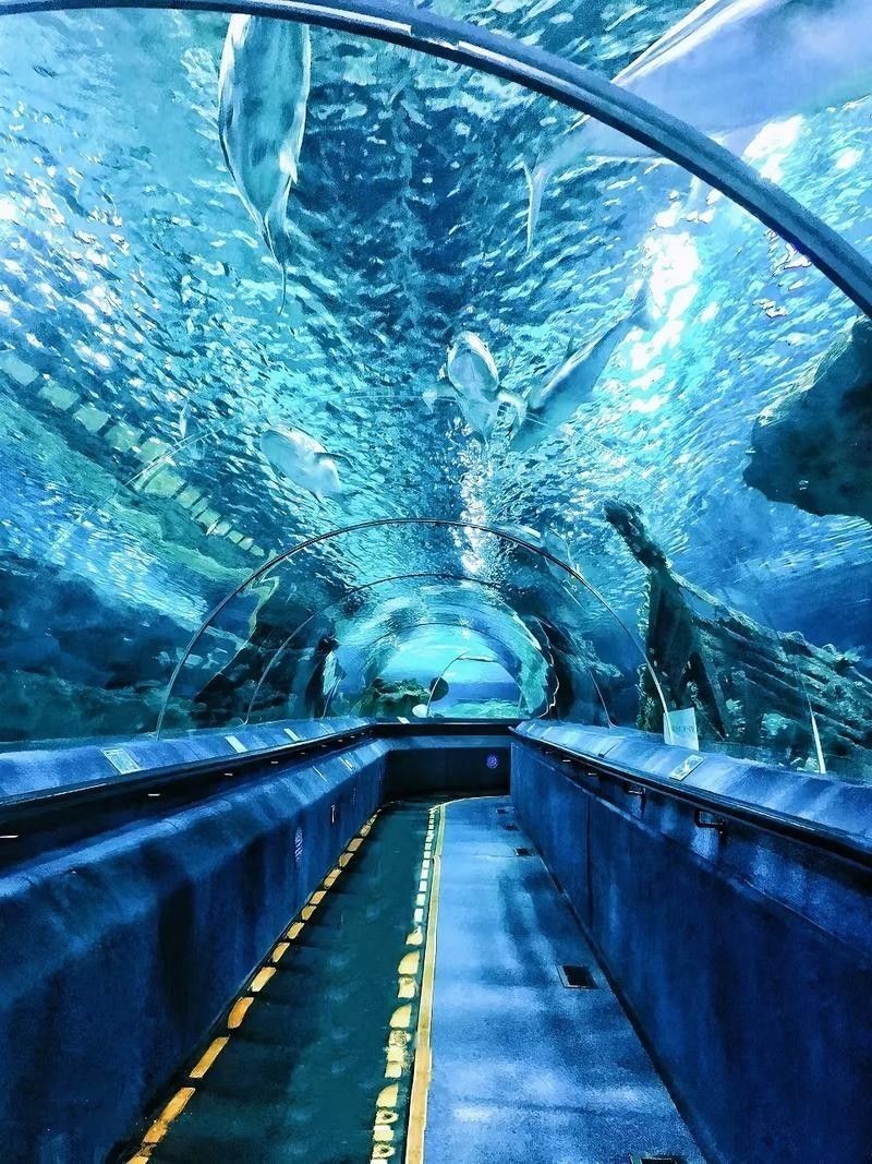 CC水族館的開放時間是？（北京水族館開放時間是每天10點至下午10點至下午6點） CC水族館的開放時間是？（北京水族館開放時間是每天10點至下午10點至下午6點） 龍魚百科 第1張