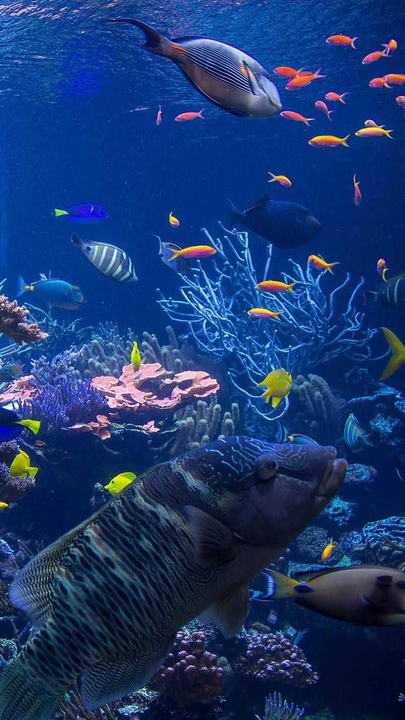 CC水族館的開放時間是？（北京水族館開放時間是每天10點至下午10點至下午6點） CC水族館的開放時間是？（北京水族館開放時間是每天10點至下午10點至下午6點） 龍魚百科 第3張