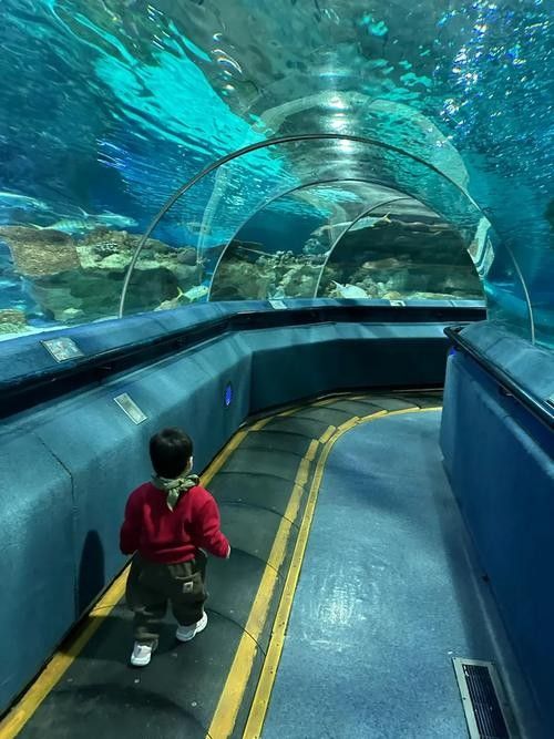 CC水族館的開放時間是？（北京水族館開放時間是每天10點至下午10點至下午6點） CC水族館的開放時間是？（北京水族館開放時間是每天10點至下午10點至下午6點） 龍魚百科 第5張