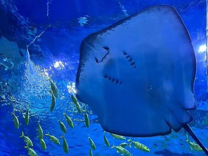 CC水族館的開放時間是？（北京水族館開放時間是每天10點至下午10點至下午6點） CC水族館的開放時間是？（北京水族館開放時間是每天10點至下午10點至下午6點） 龍魚百科 第6張