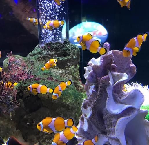 CC水族館的開放時間是？（北京水族館開放時間是每天10點至下午10點至下午6點） CC水族館的開放時間是？（北京水族館開放時間是每天10點至下午10點至下午6點） 龍魚百科 第4張