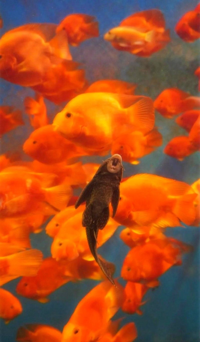 CC水族館的開放時間是？（北京水族館開放時間是每天10點至下午10點至下午6點） CC水族館的開放時間是？（北京水族館開放時間是每天10點至下午10點至下午6點） 龍魚百科 第11張