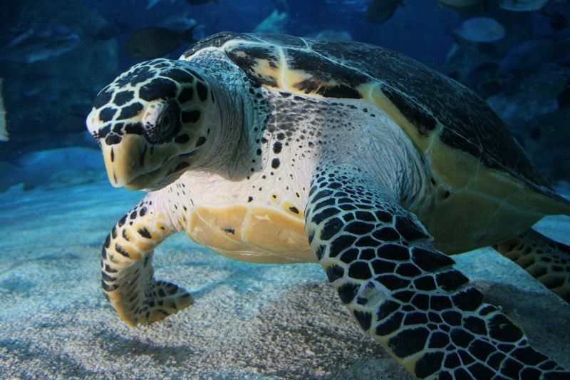 CC水族館的開放時間是？（北京水族館開放時間是每天10點至下午10點至下午6點） CC水族館的開放時間是？（北京水族館開放時間是每天10點至下午10點至下午6點） 龍魚百科 第8張