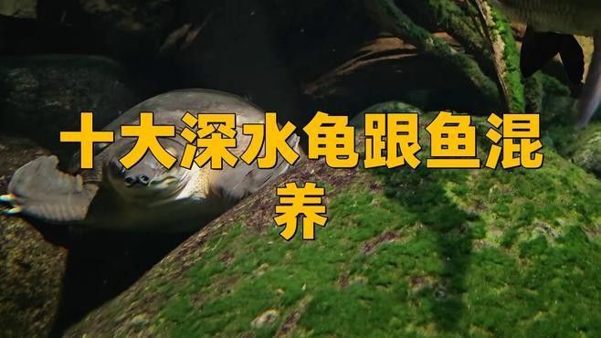 哪些海龜品種適合與龍魚混養？（探討海龜品種與龍魚混養的適宜性時需考慮多個因素）