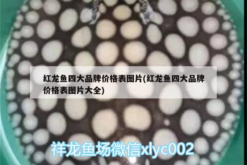 紅龍魚四大品牌價格表圖片(紅龍魚四大品牌價格表圖片大全)（紅龍魚四大品牌價格表圖片） 紅龍魚四大品牌價格表圖片(紅龍魚四大品牌價格表圖片大全)（紅龍魚四大品牌價格表圖片） 觀賞魚百科