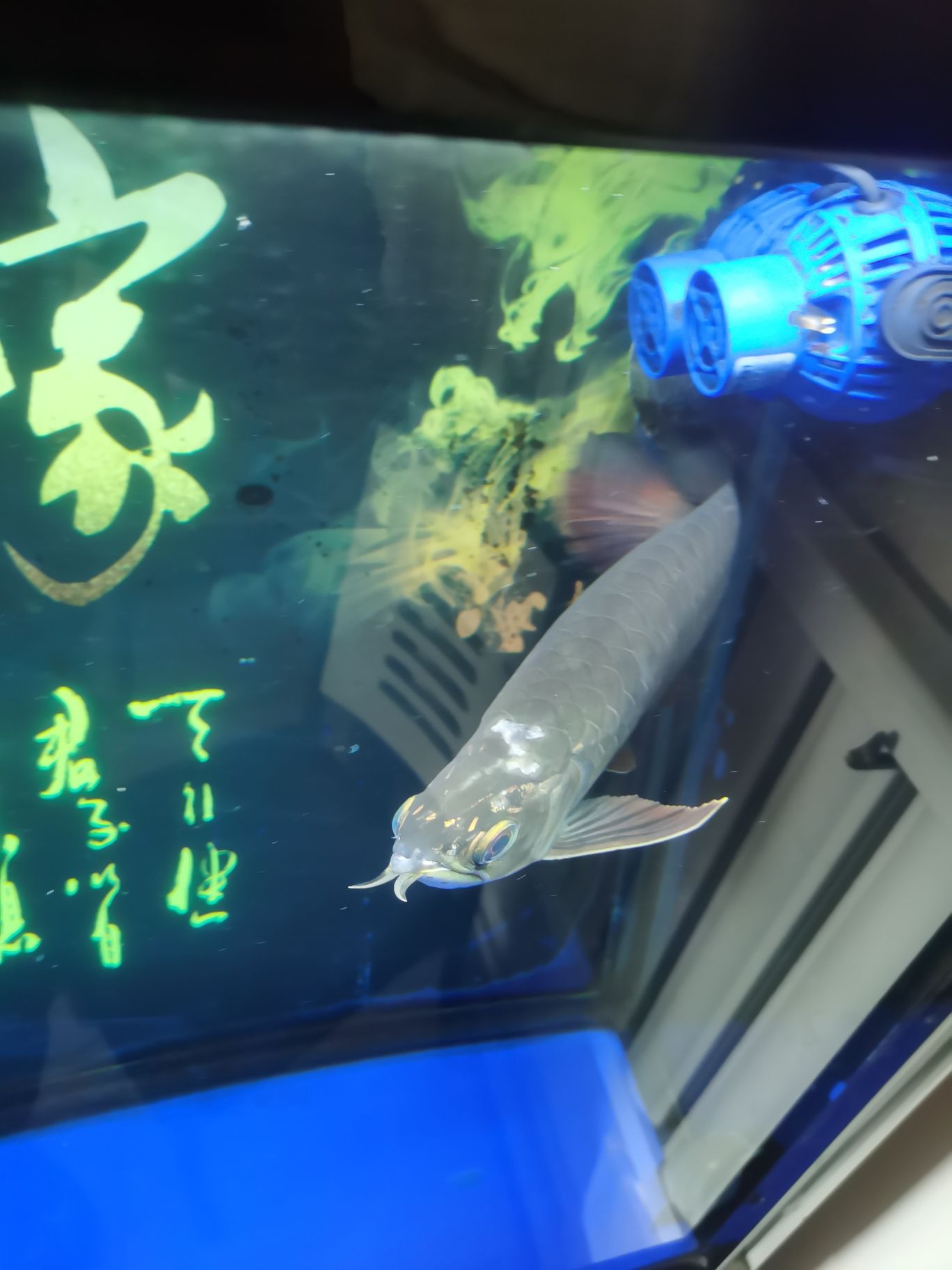 求大神指教什么病？（龍魚急病求大家伙幫忙看看什么原因?qū)е碌模? title=