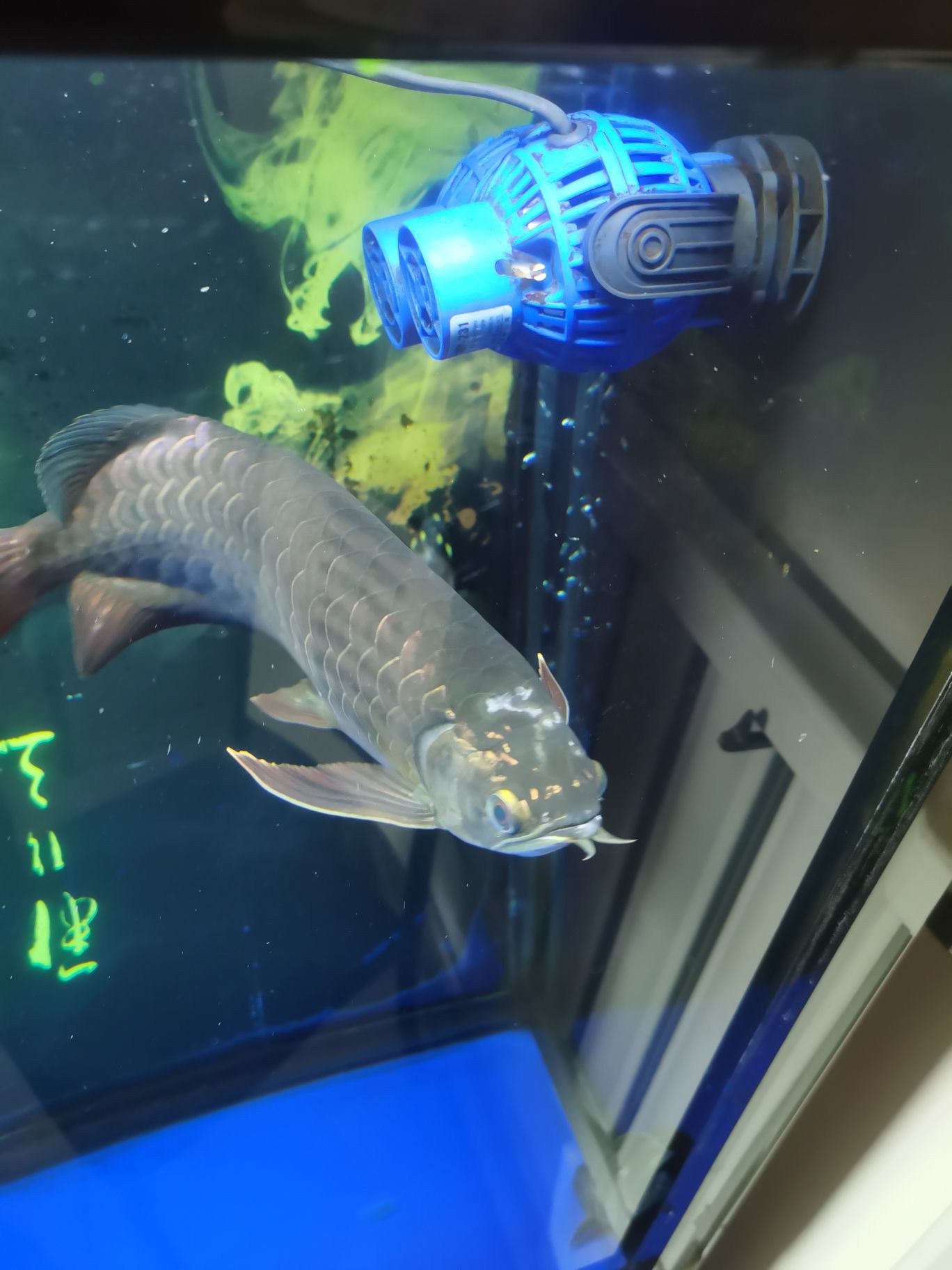 求大神指教什么病？（龍魚急病求大家伙幫忙看看什么原因導致的）