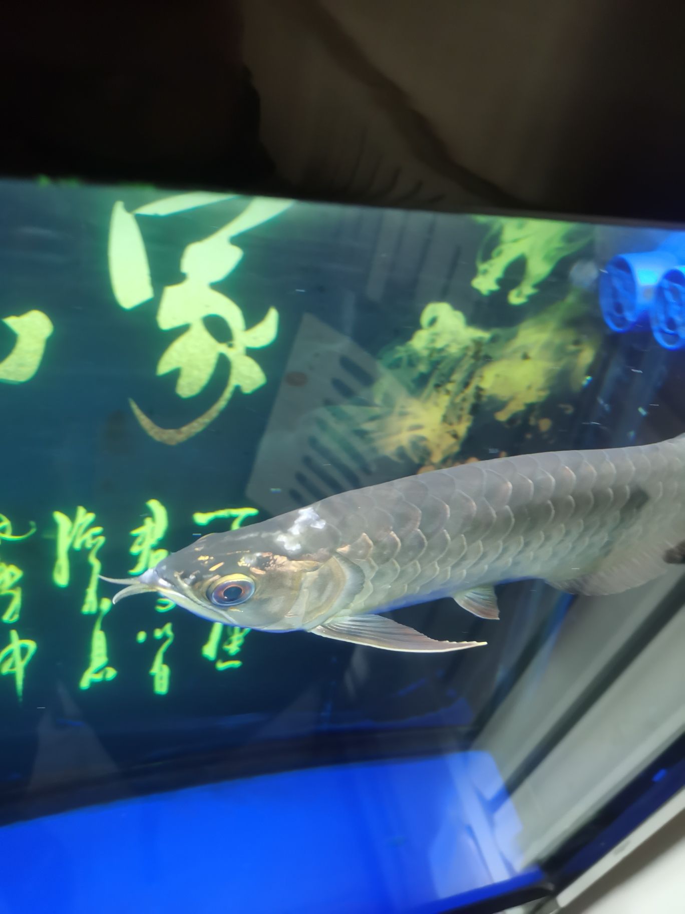 求大神指教什么病？（龍魚急病求大家伙幫忙看看什么原因導致的）