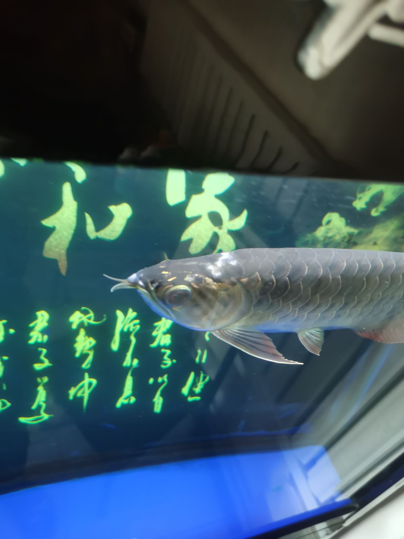 求大神指教什么病？（龍魚急病求大家伙幫忙看看什么原因導致的）