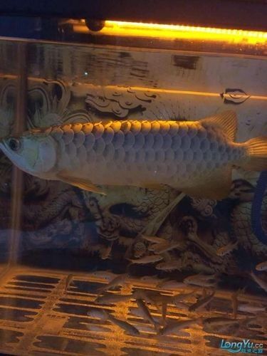 如何挑選適合金頭過背金龍的魚缸（頭過背金龍的魚缸需要考慮幾個關(guān)鍵因素以確保金魚的健康和幸福）