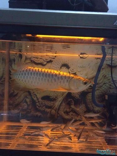 如何挑選適合金頭過背金龍的魚缸（頭過背金龍的魚缸需要考慮幾個關(guān)鍵因素以確保金魚的健康和幸福）