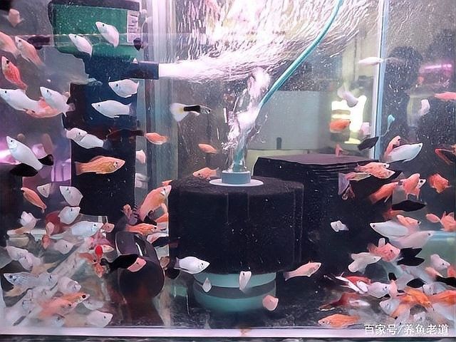 如何預(yù)防龍魚縮鰭縮尾？（如何預(yù)防龍魚縮鰭縮尾）