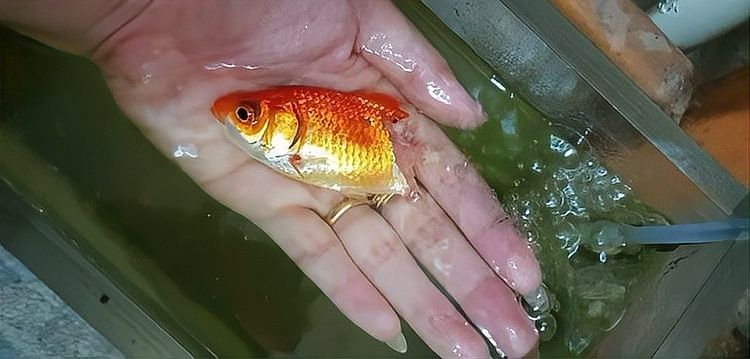 金龍魚鱗片充血會自愈嗎（金龍魚鱗片充血會自愈嗎金龍魚鱗片充血會傳染嗎）