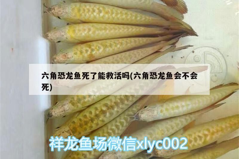 六角恐龍魚(yú)死了能救活嗎(六角恐龍魚(yú)會(huì)不會(huì)死) 六角恐龍魚(yú)死了能救活嗎(六角恐龍魚(yú)會(huì)不會(huì)死) 觀賞魚(yú)百科