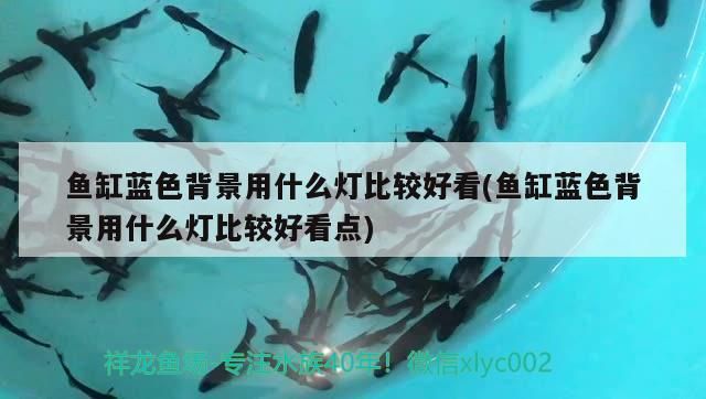 魚(yú)缸藍(lán)色背景用什么燈比較好看(魚(yú)缸藍(lán)色背景用什么燈比較好看點(diǎn)) 魚(yú)缸藍(lán)色背景用什么燈比較好看(魚(yú)缸藍(lán)色背景用什么燈比較好看點(diǎn)) 觀賞魚(yú)百科