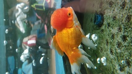 廣州魚缸哪里買最便宜的好點：廣州花鳥魚蟲市場的歷史