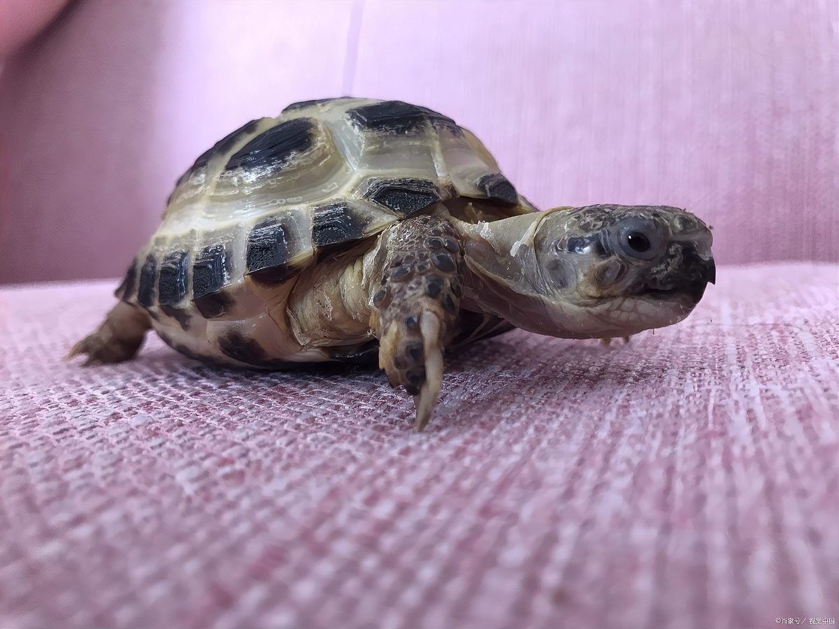 停食期間需要加溫嗎（停食期間是否需要加溫）
