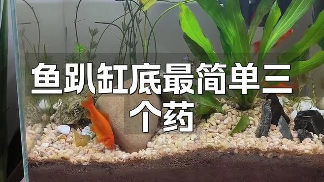 金龍魚趴缸底如何急救？
