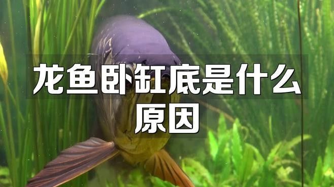 金龍魚趴缸底如何急救？