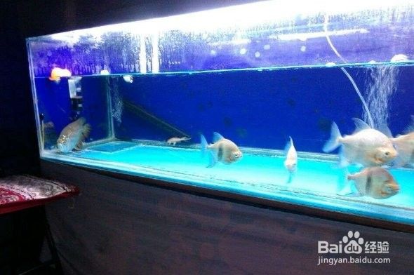 金龍魚趴缸底如何急救？