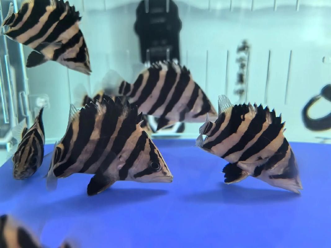 如果我想混養，應該選擇哪種虎魚品種