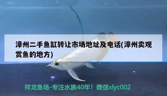 上饒龍魚水族店：上饒龍魚水族 上饒龍魚水族店：上饒龍魚水族 觀賞魚百科 第2張