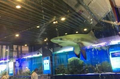 上饒龍魚水族店：上饒龍魚水族 上饒龍魚水族店：上饒龍魚水族 觀賞魚百科 第5張
