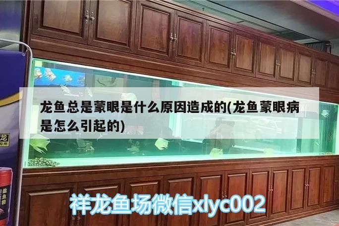 龍魚總是蒙眼是什么原因造成的(龍魚蒙眼病是怎么引起的) 龍魚總是蒙眼是什么原因造成的(龍魚蒙眼病是怎么引起的) 觀賞魚百科