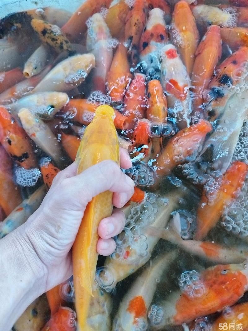 南寧有哪些知名的龍魚回收商家（南寧觀賞魚回收商家及信譽良好的龍魚回收商家及相關信息）
