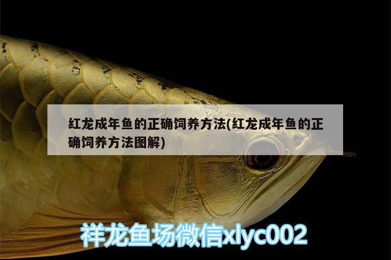 紅龍成年魚的正確飼養(yǎng)方法(紅龍成年魚的正確飼養(yǎng)方法圖解) 紅龍成年魚的正確飼養(yǎng)方法(紅龍成年魚的正確飼養(yǎng)方法圖解) 觀賞魚百科