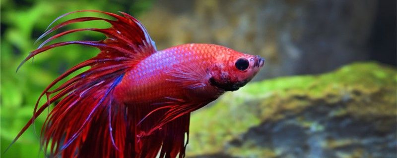 大紅龍魚為什么這么貴呢（大紅龍魚為什么這么貴呢怎么回事） 大紅龍魚為什么這么貴呢（大紅龍魚為什么這么貴呢怎么回事） 觀賞魚百科