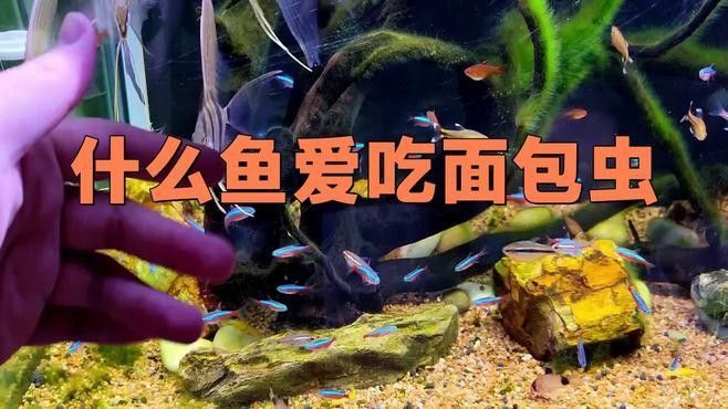 哪種恐龍魚適合吃面包蟲