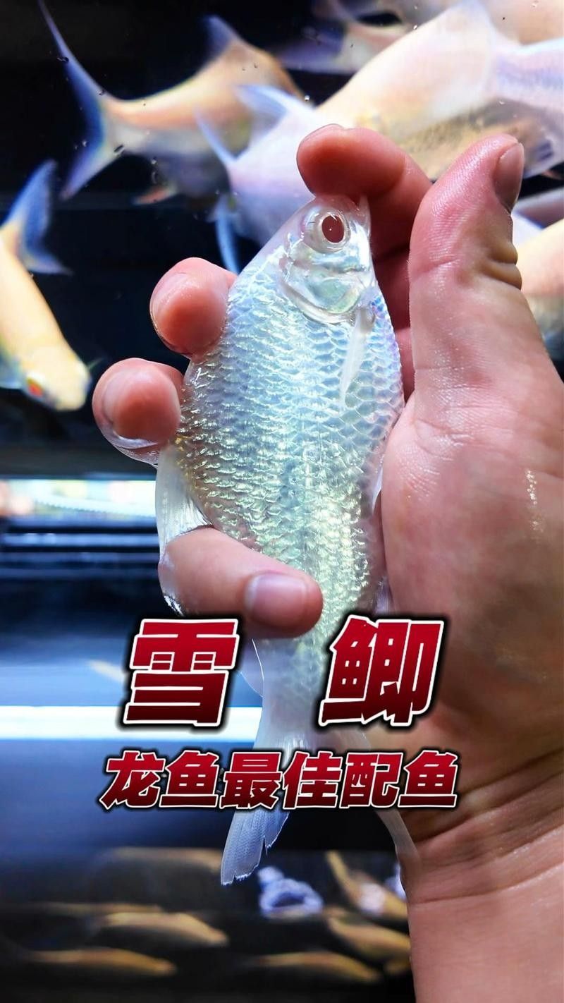 推薦一些高質量的龍魚飼料魚品種