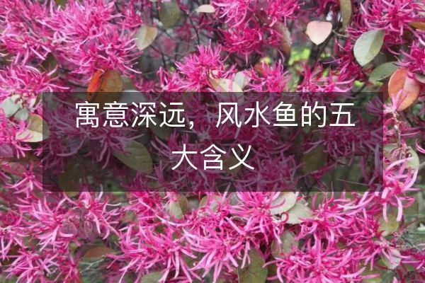過背金龍魚壽命長嗎（為什么金龍魚的壽命這么長？）